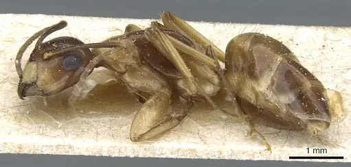 Camponotus alboannulatus specimen