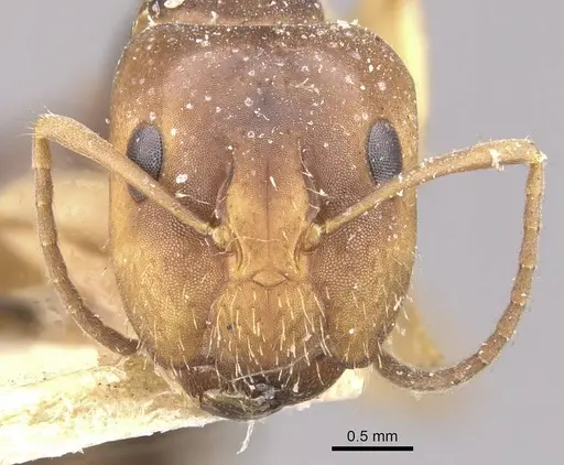 Camponotus alboannulatus - CASENT0910654