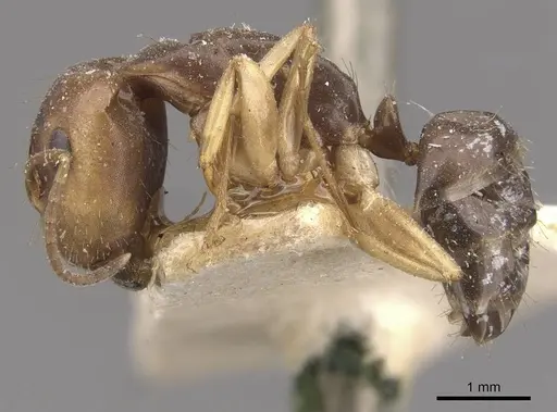 Camponotus alboannulatus - CASENT0910654