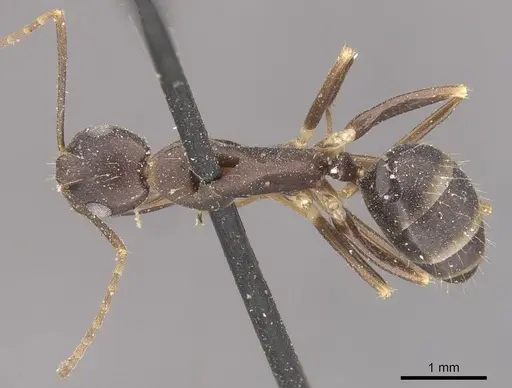 Camponotus alboannulatus - CASENT0910655