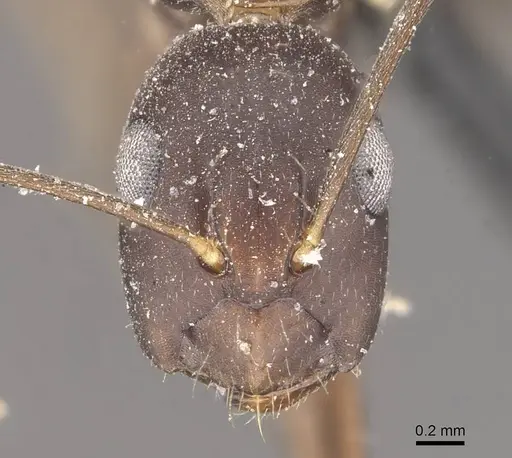 Camponotus alboannulatus - CASENT0910655