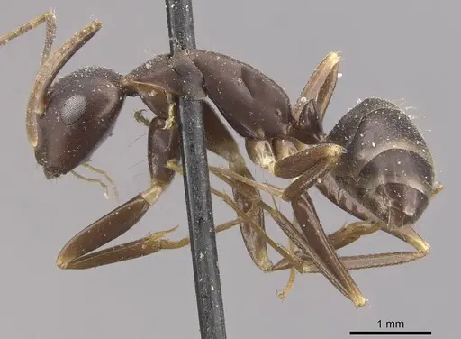 Camponotus alboannulatus - CASENT0910655