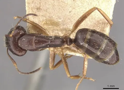 Camponotus alboannulatus - CASENT0910656
