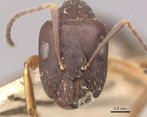 Camponotus alboannulatus - CASENT0910656