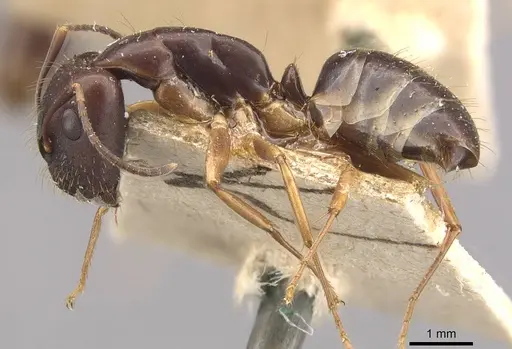Camponotus alboannulatus - CASENT0910656