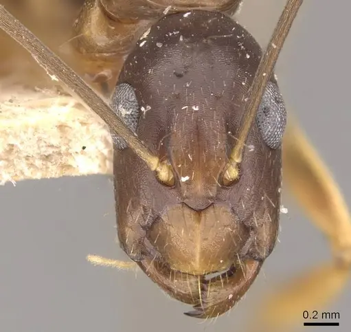 Camponotus alboannulatus - CASENT0910657