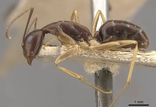 Camponotus alboannulatus - CASENT0910657