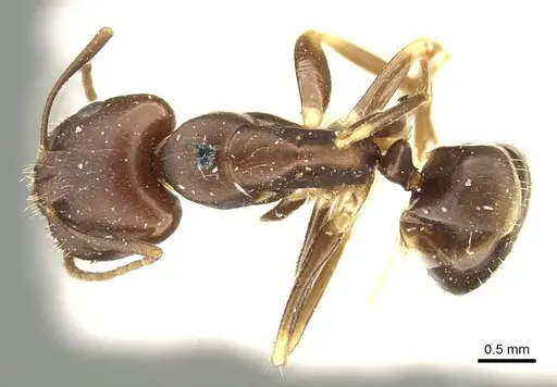 Camponotus alboannulatus - CASENT0915779