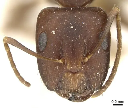 Camponotus alboannulatus - CASENT0915779