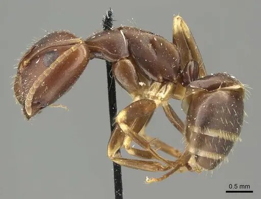 Camponotus alboannulatus - CASENT0915779