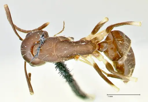 Camponotus alboannulatus - FOCOL2494