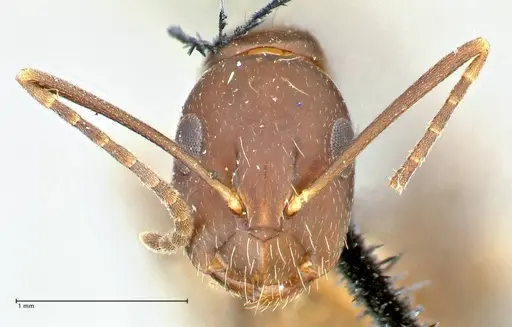 Camponotus alboannulatus - FOCOL2494