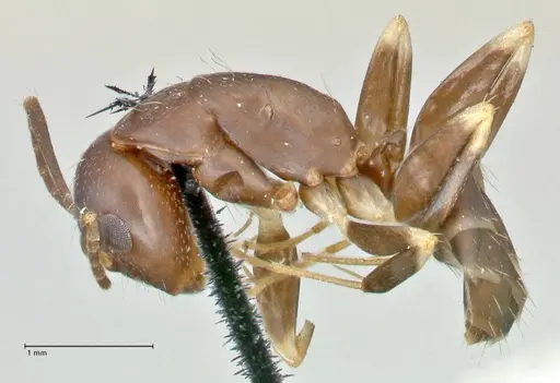 Camponotus alboannulatus - FOCOL2494