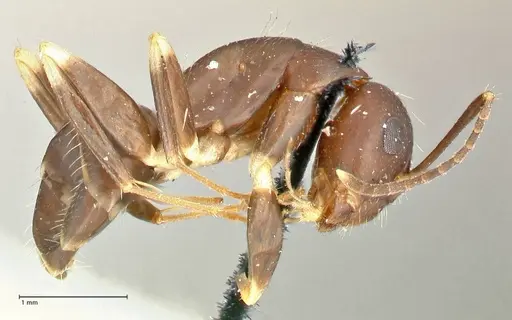 Camponotus alboannulatus - FOCOL2494