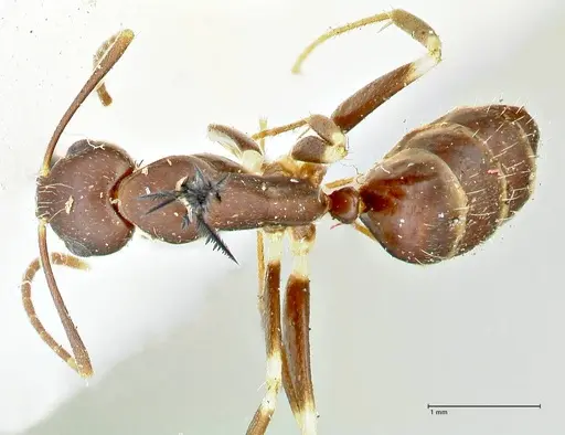 Camponotus alboannulatus - FOCOL2495