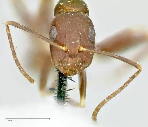 Camponotus alboannulatus - FOCOL2495