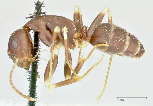 Camponotus alboannulatus - FOCOL2495