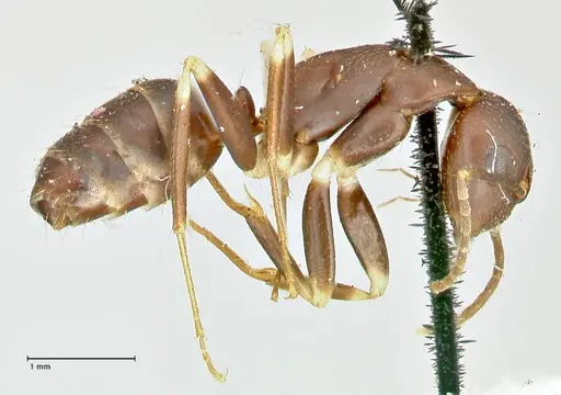 Camponotus alboannulatus - FOCOL2495