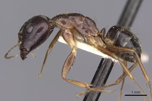 Camponotus albosparsus specimen