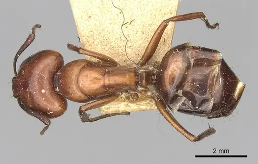 Camponotus alii specimen