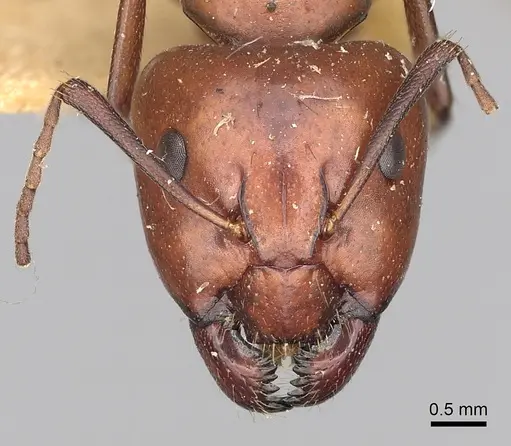Camponotus alii specimen