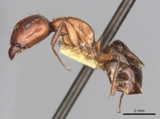 Camponotus alii specimen