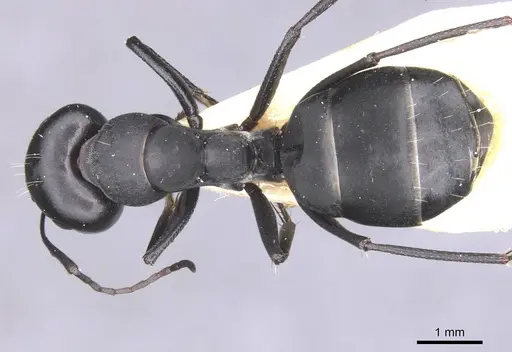 Camponotus amaurus specimen