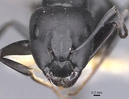 Camponotus amaurus specimen