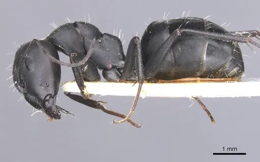Camponotus amaurus specimen