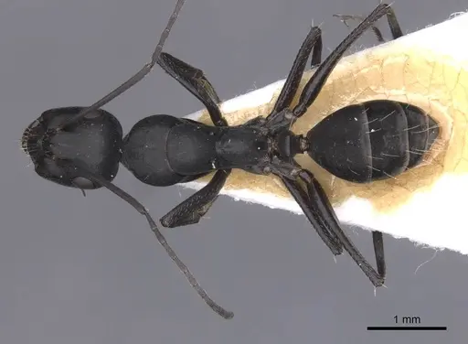 Camponotus amaurus - CASENT0911612