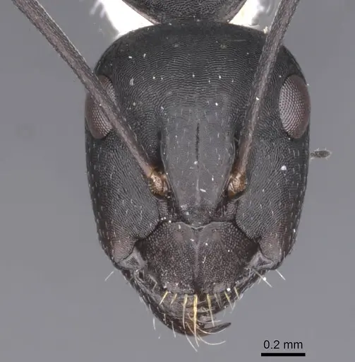 Camponotus amaurus - CASENT0911612