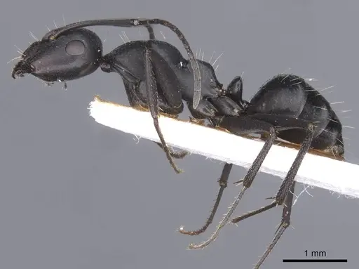 Camponotus amaurus - CASENT0911612