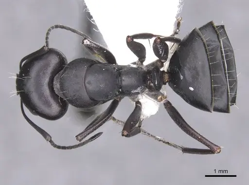 Camponotus amaurus - CASENT0913684