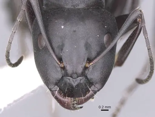 Camponotus amaurus - CASENT0913684