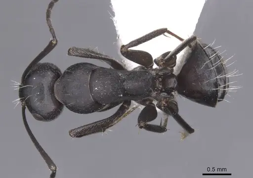 Camponotus amaurus - CASENT0913685