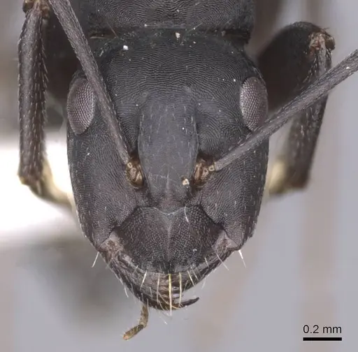 Camponotus amaurus - CASENT0913685