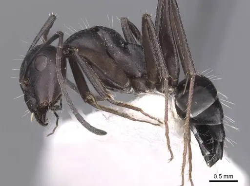 Camponotus amaurus - CASENT0913685