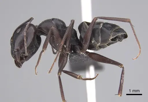 Camponotus amaurus - KG01863-2