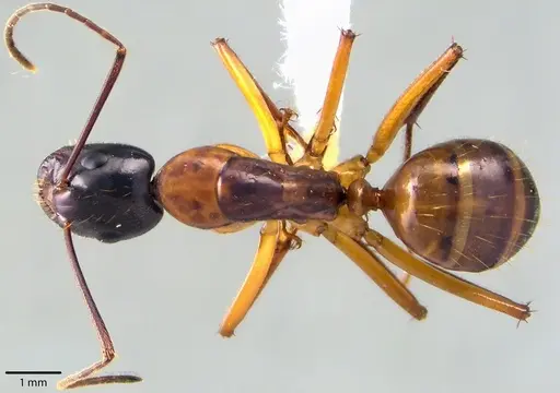 Camponotus americanus specimen