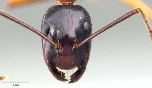Camponotus americanus specimen
