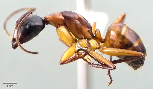 Camponotus americanus specimen