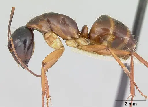 Camponotus americanus - CASENT0172605