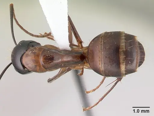 Camponotus americanus - CASENT0179851