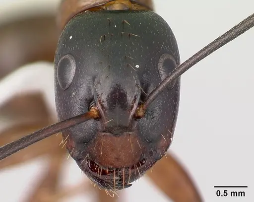 Camponotus americanus - CASENT0179851