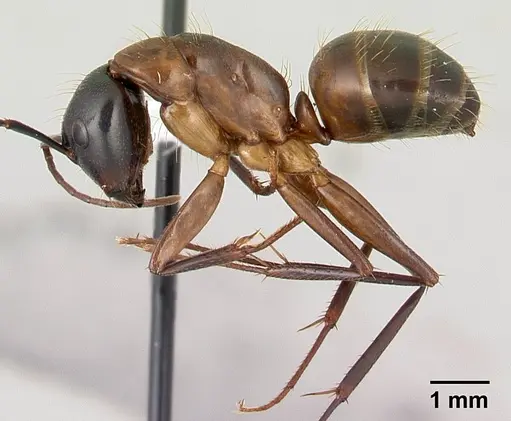 Camponotus americanus - CASENT0179851