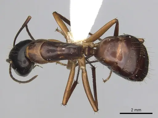 Camponotus americanus - CASENT0280004