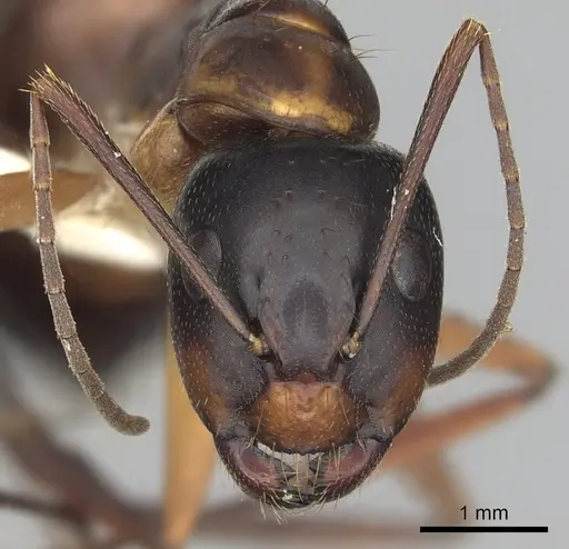 Camponotus americanus - CASENT0280004