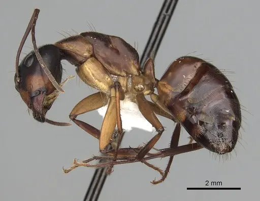 Camponotus americanus - CASENT0280004