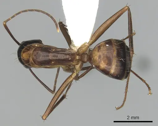 Camponotus americanus - CASENT0280005