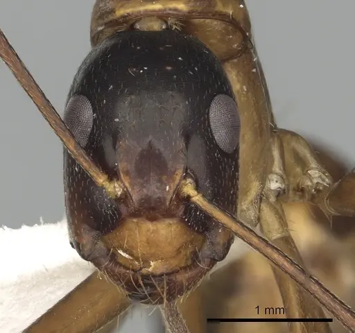 Camponotus americanus - CASENT0280005